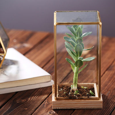 A planta carnuda decorativa de vidro de Homeware do retângulo planta o Terrarium de vidro com base de madeira fornecedor