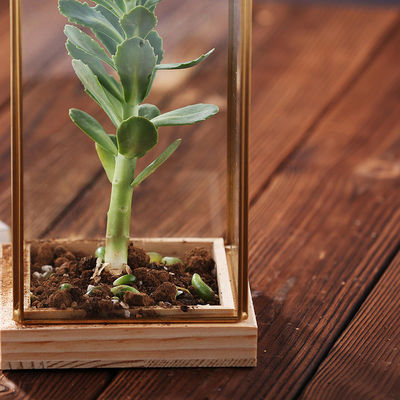A planta carnuda decorativa de vidro de Homeware do retângulo planta o Terrarium de vidro com base de madeira fornecedor